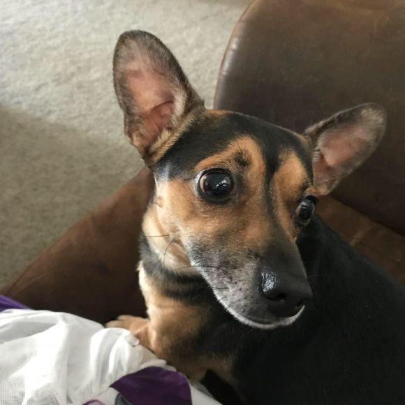 Meet your Posher, Sandy - Picture 1 of 1